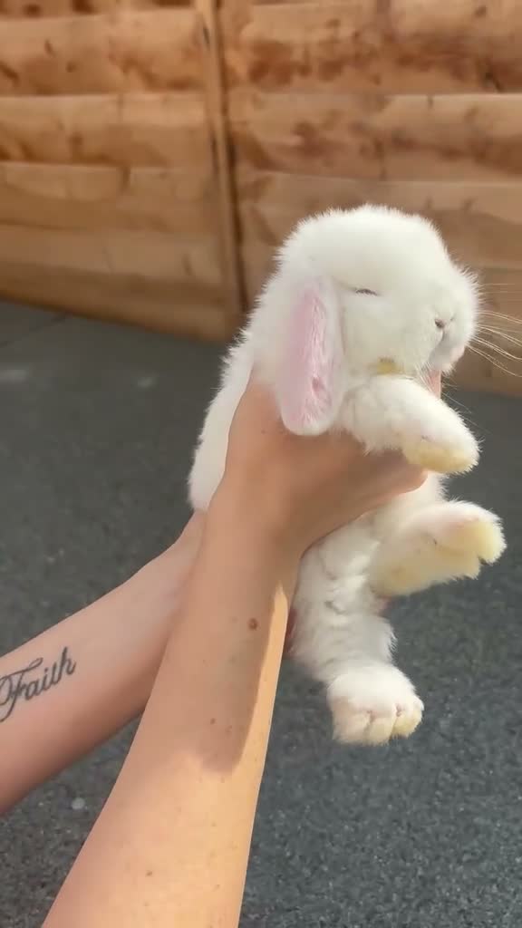 French Lop rabbits for sale: French Lops Buns  - Video 3