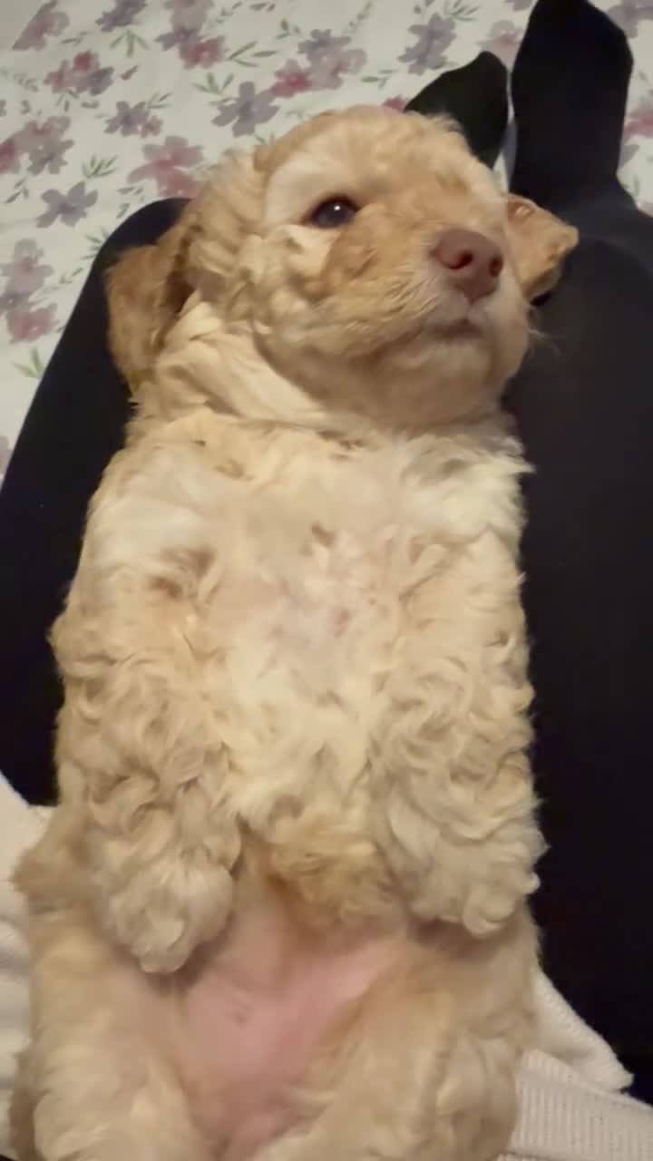 Mixed Breed dogs for sale: Poochon x Doxiepoo - Video 1