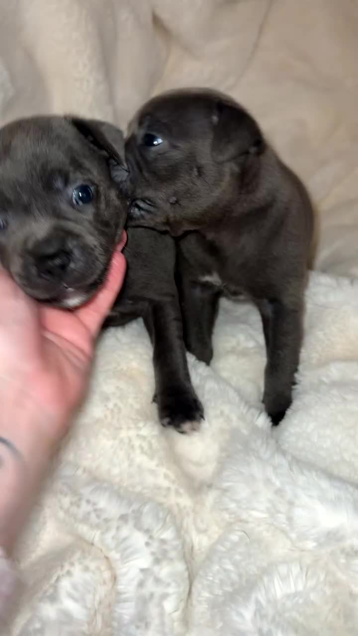 Staffordshire Bull Terrier dogs for sale: KC REG - Blue Staffordshire Bull Terrier Pups - Video 1