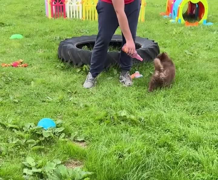 Chow Chow dogs for sale: Exotic colour chowsky puppies for sale  - Video 1