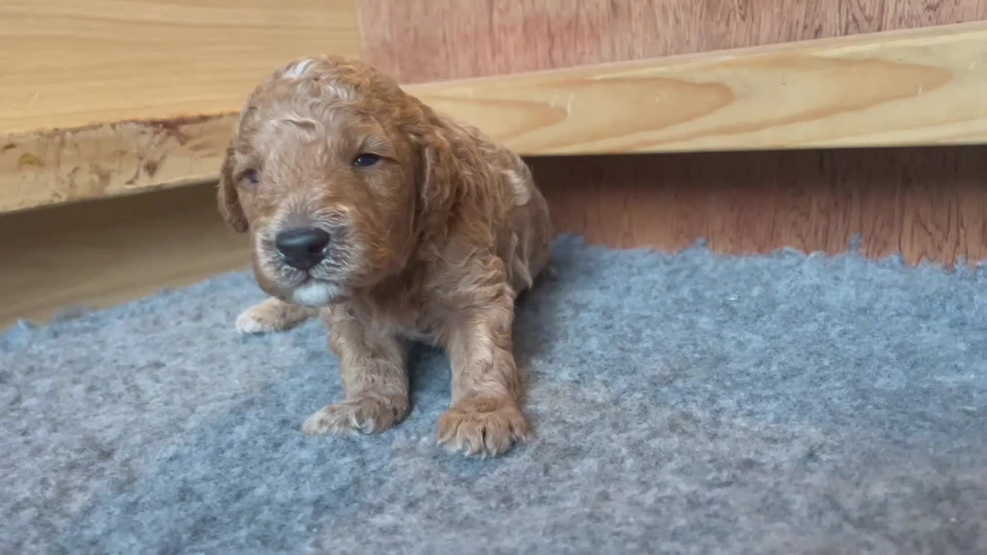 Labradoodle dogs for sale: Miniature Labradoodles  - Video 1