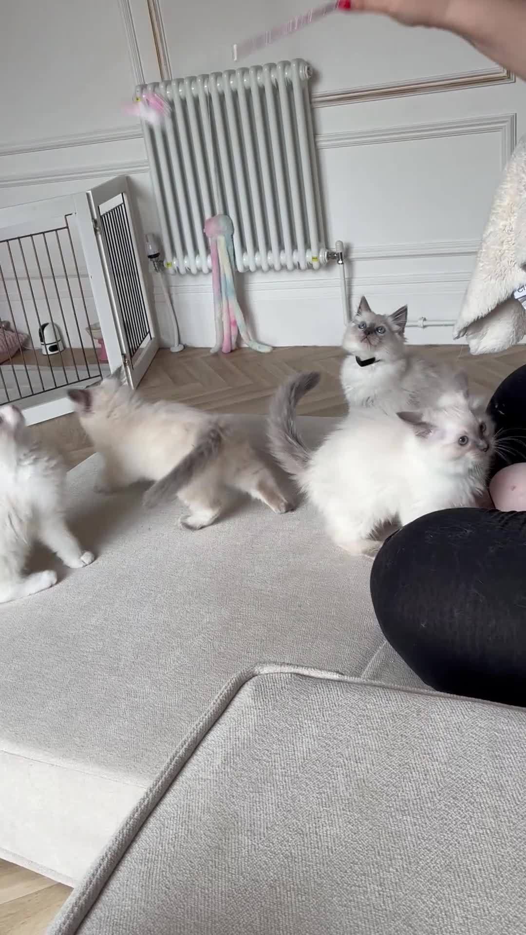 Ragdoll cats for sale: Fluffy, Cute Ragdolls for sale. Indoor Only 🧸 - Video 2