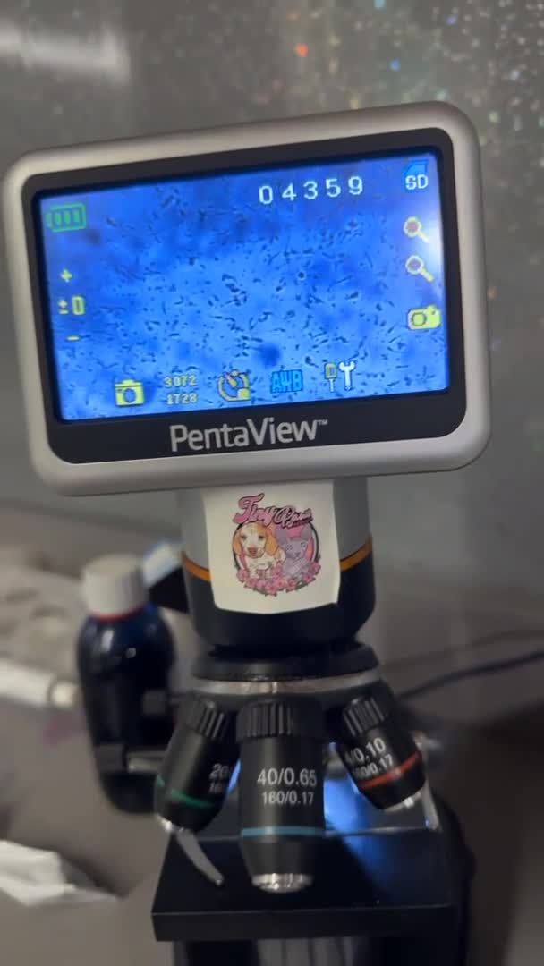 Pomeranian dogs for stud: TINY lilac Russian Pom  in Bridgend - Video 1