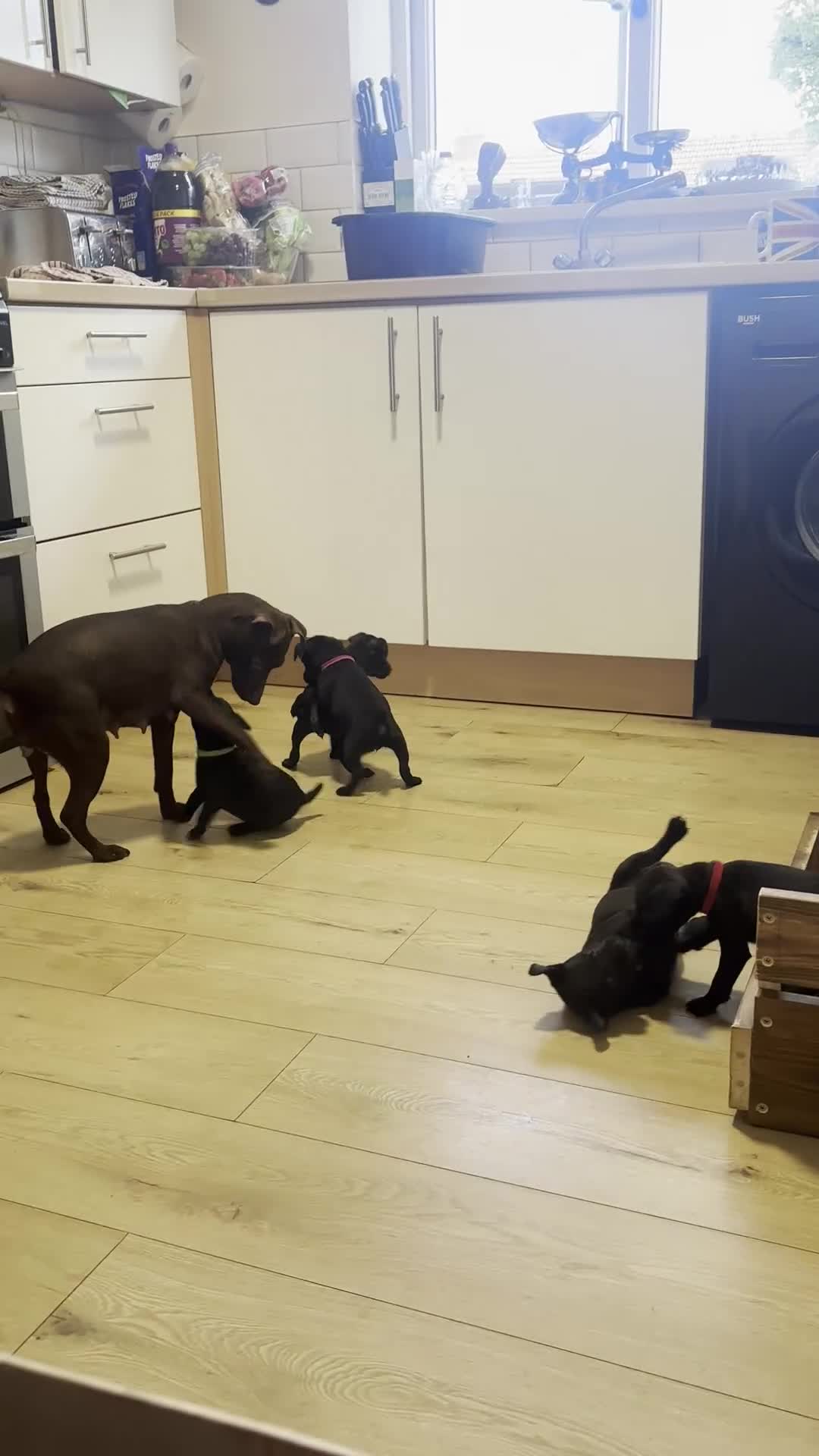 Patterdale Terrier dogs for sale: Patterdale Puppies in Colne - Video 2