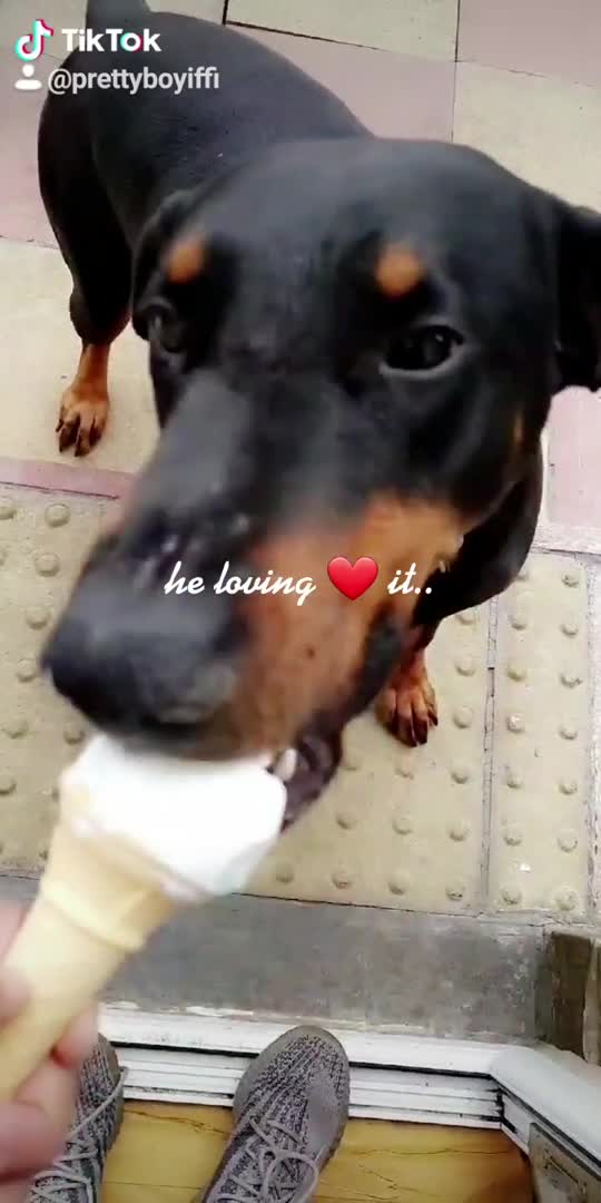 Dobermann dogs for stud: Doberman male in Bradford - Video 1
