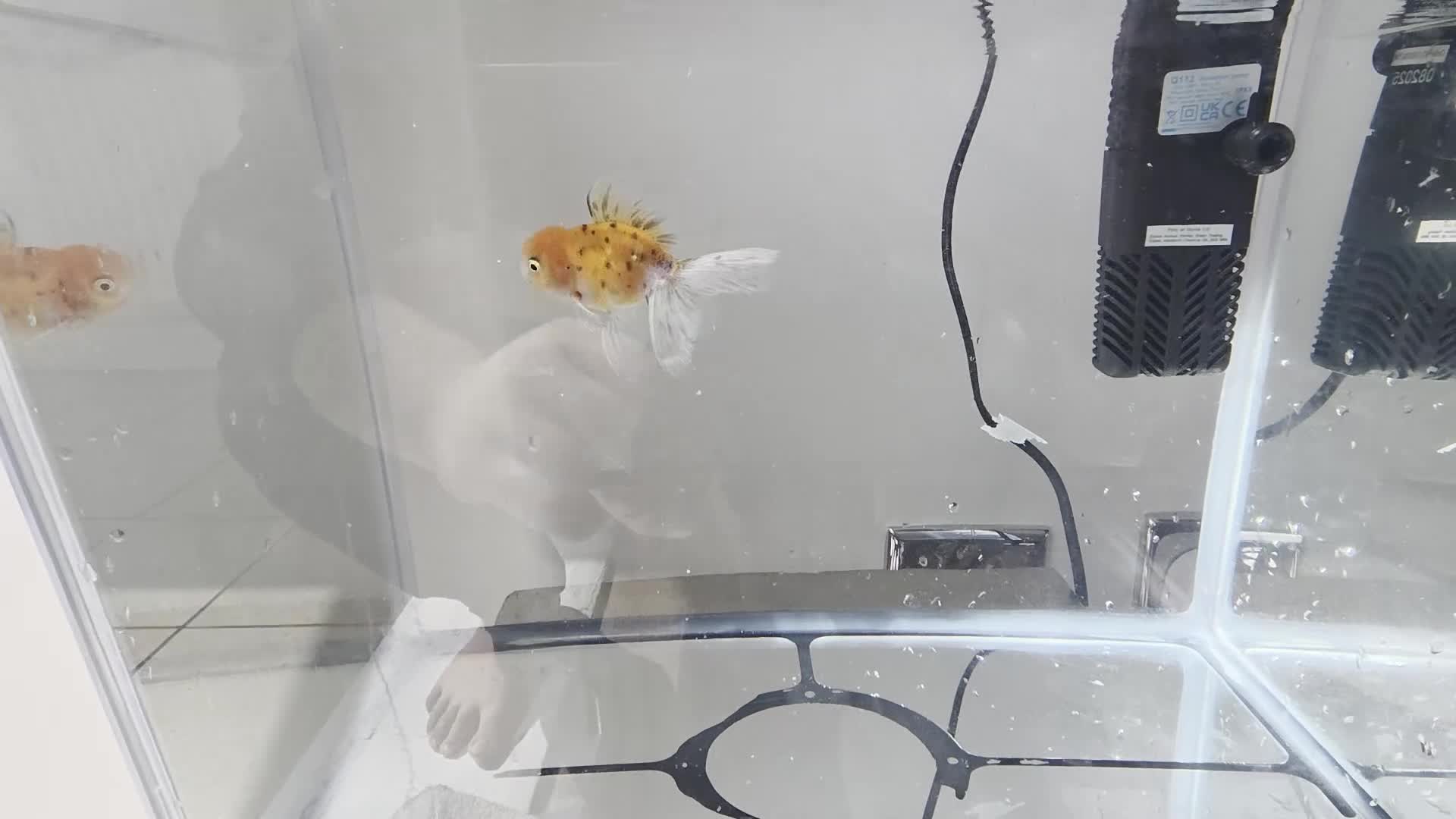 Other/Mixed Breed fish for sale: Jumbo Fish in Staines - Video 1