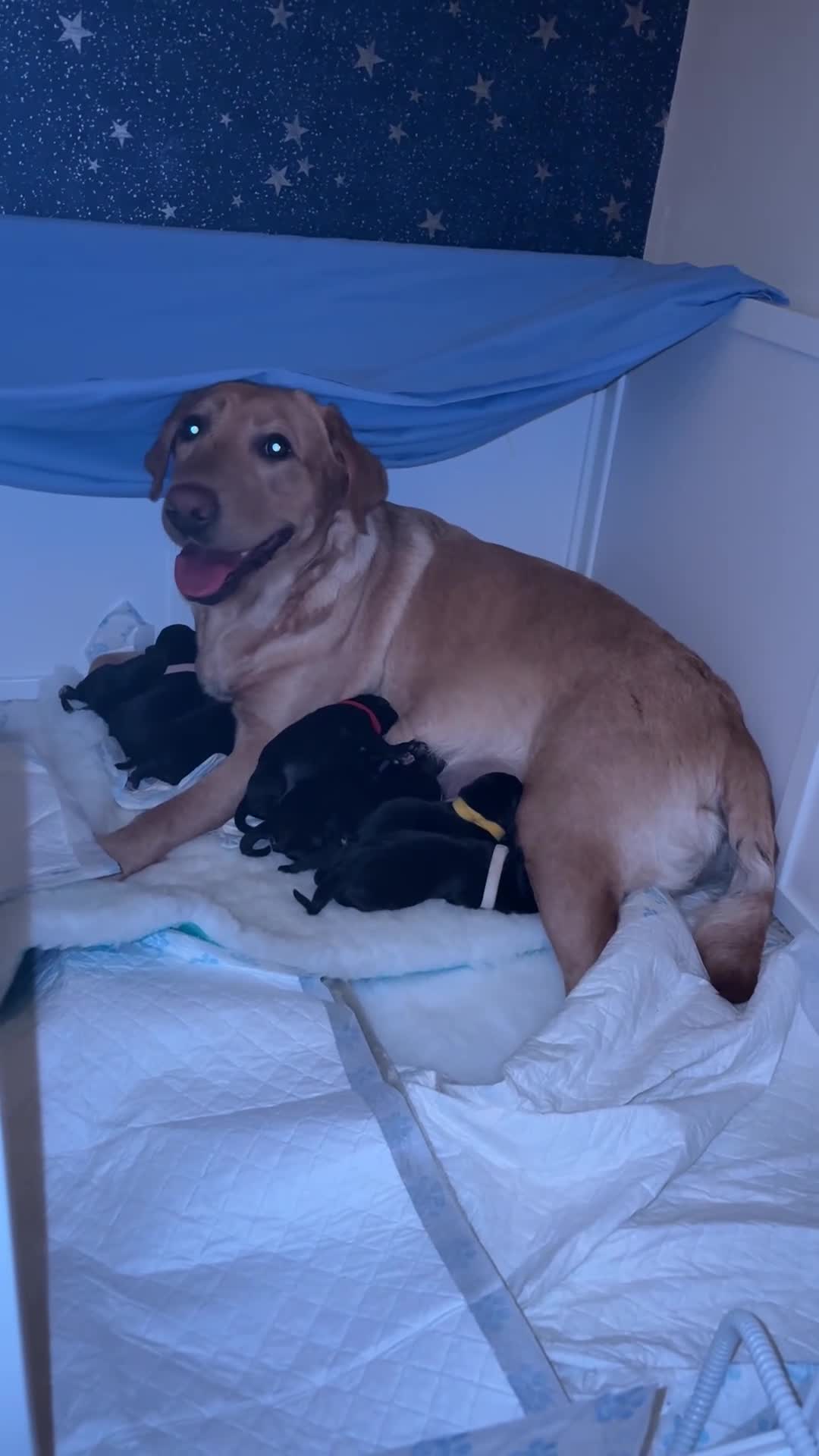 Mixed Breed dogs for sale: Beautiful Dalmador (lab X Dalmatian) puppies..!  - Video 2