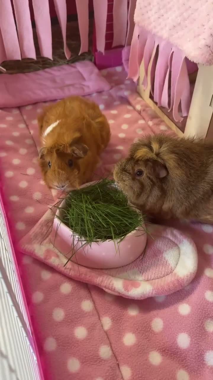 Guinea Pig rodents for sale: Two female abyssinian guinea pigs  in King's Lynn - Video 1