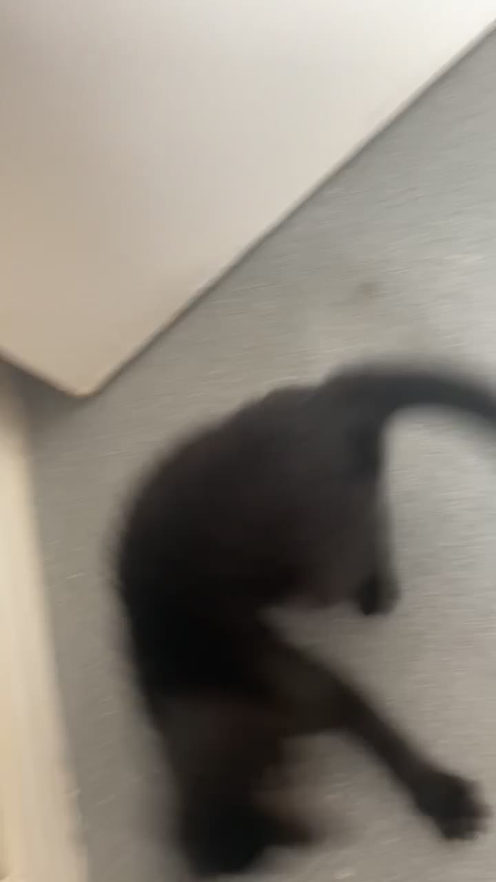 Mixed Breed cats for sale: 5 month old kitten  - Video 2