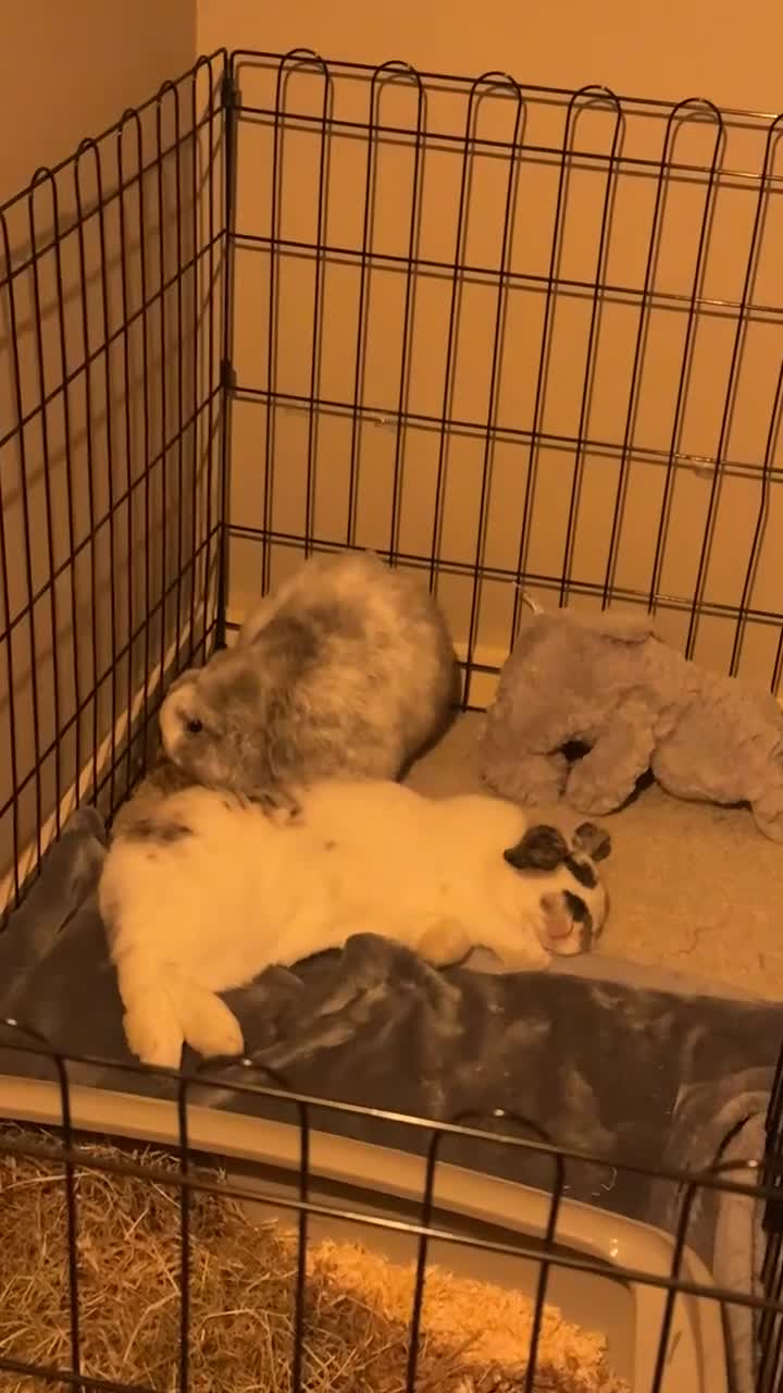 English Lop rabbits for sale: Pair of Lop Rabbits for rehoming  in Sandy - Video 2
