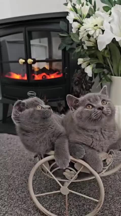 Scottish Fold cats for sale: GREAT OFFER! Scottish Fold & Straight Ear Kittens - Video 1