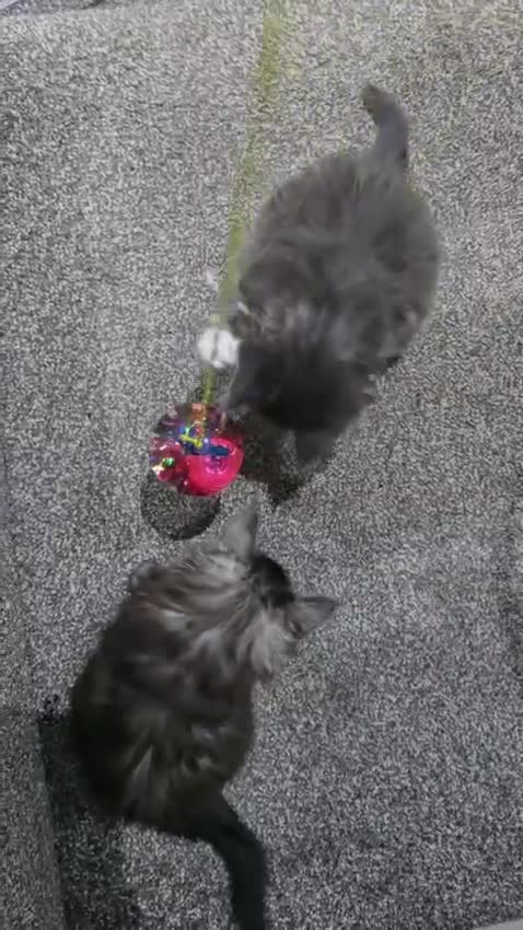 Maine Coon cats for sale: 2 beautiful Maine Coones left - Video 2