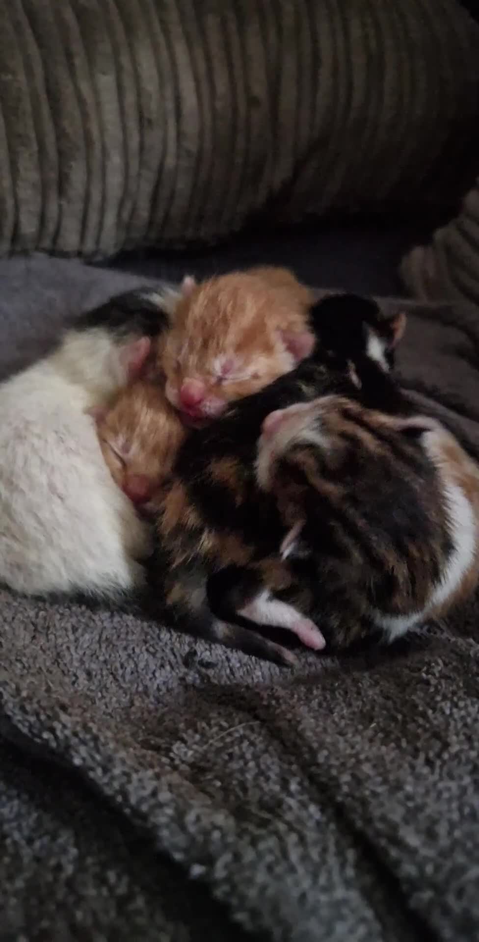 Mixed Breed cats for sale: 6 beautiful kittens  - Video 2