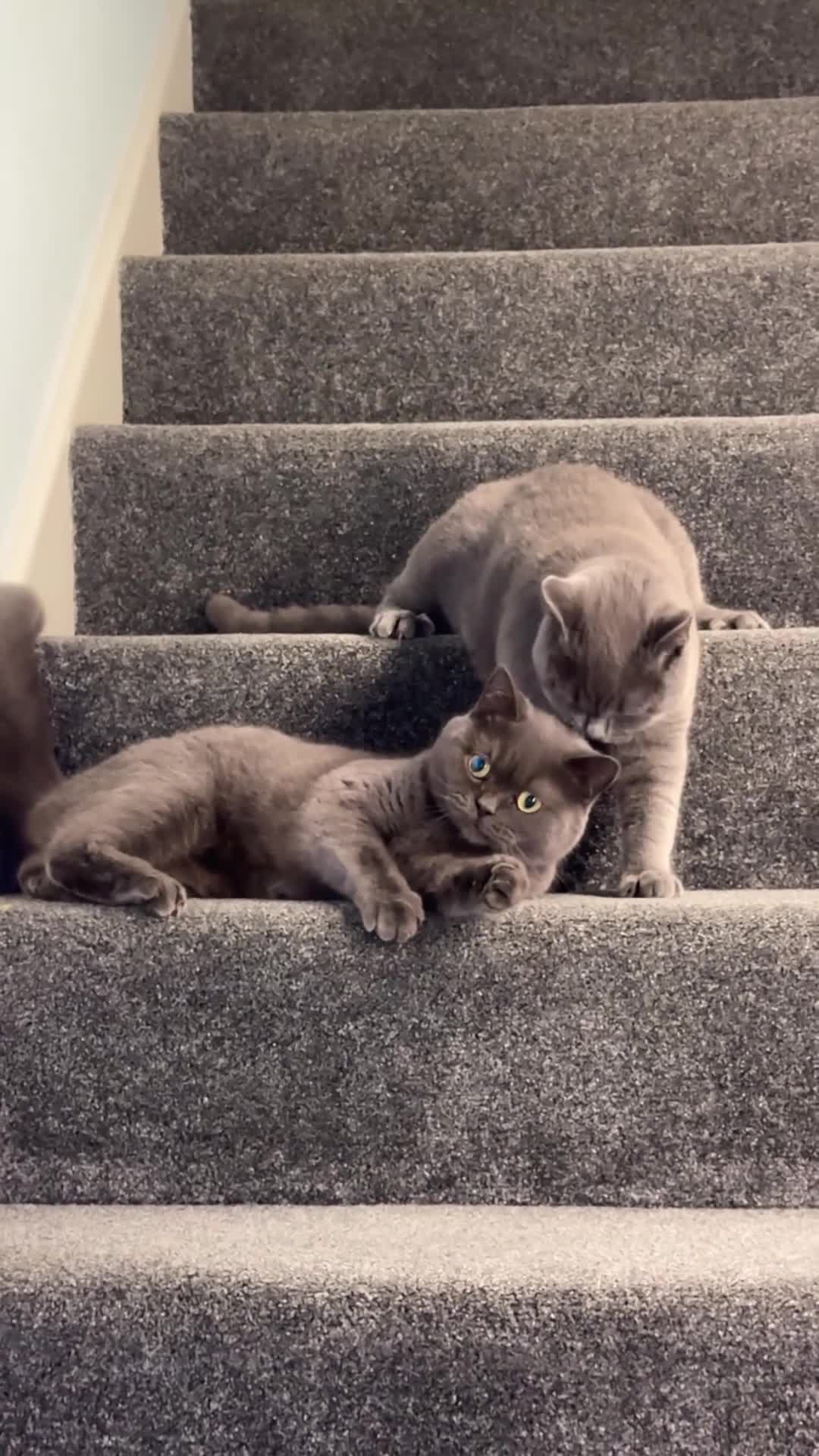 Mixed Breed cats for sale: Scottish straight cats - Video 1