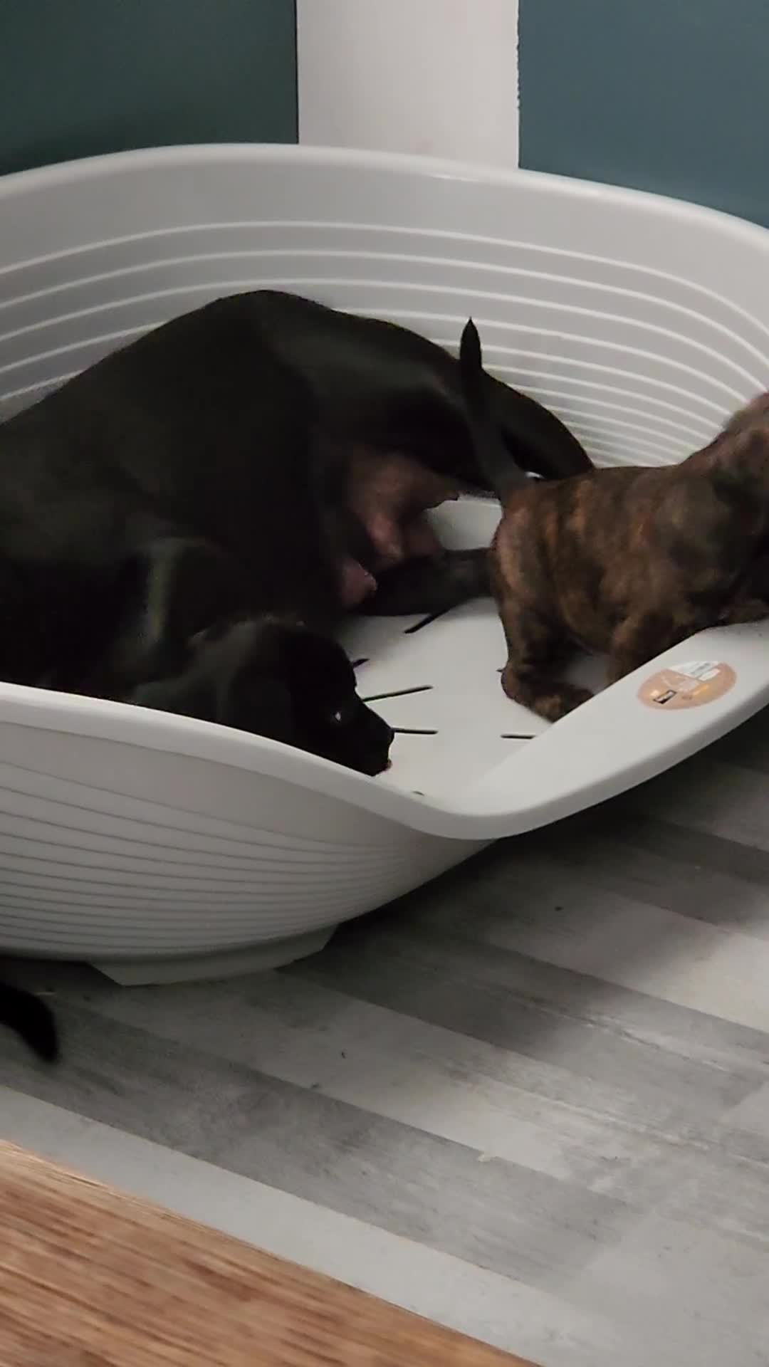 Mixed Breed dogs for sale: Adorable puppies  - Video 2