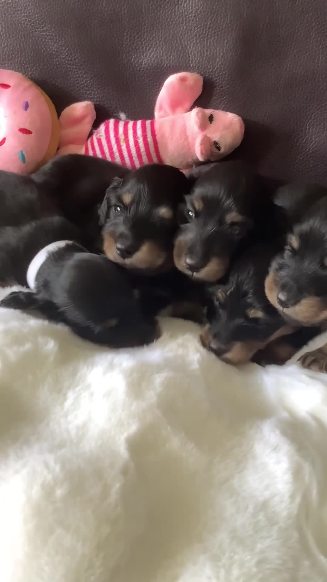 Dachshund dogs for sale: Only 3 left PETITE long haired miniature kc reg - Video 1