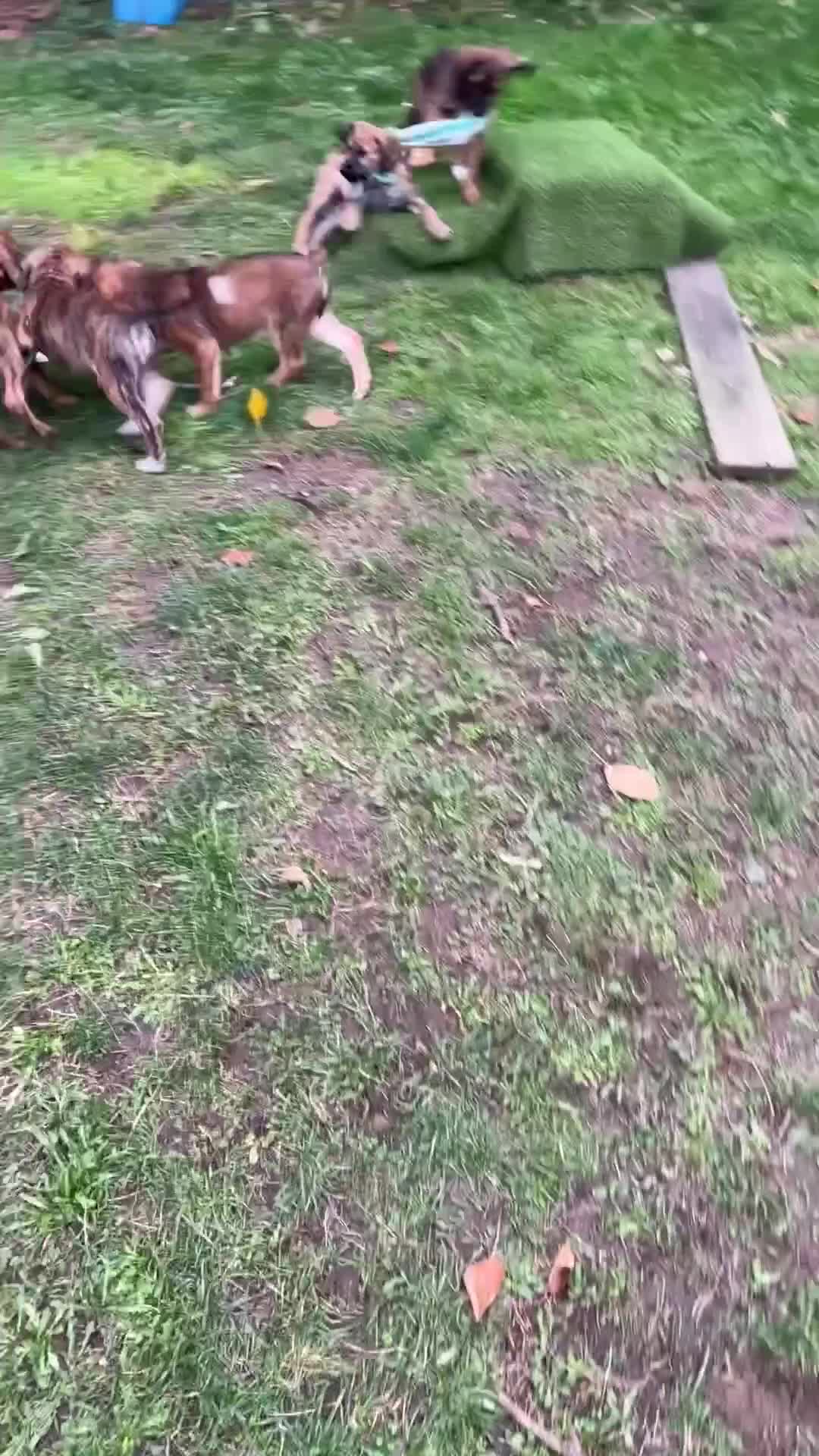 Mixed Breed dogs for sale: Crossbreed  - Video 1