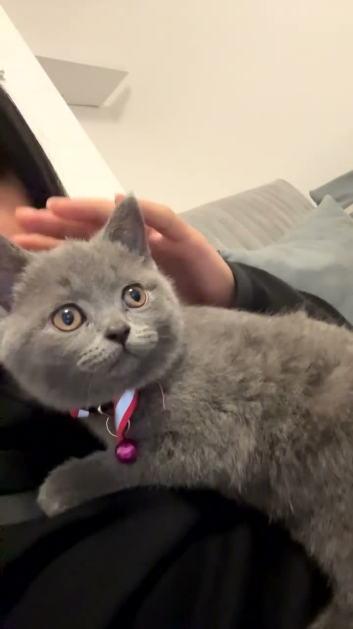British Shorthair cats for sale: British shorthair £400 - Video 1