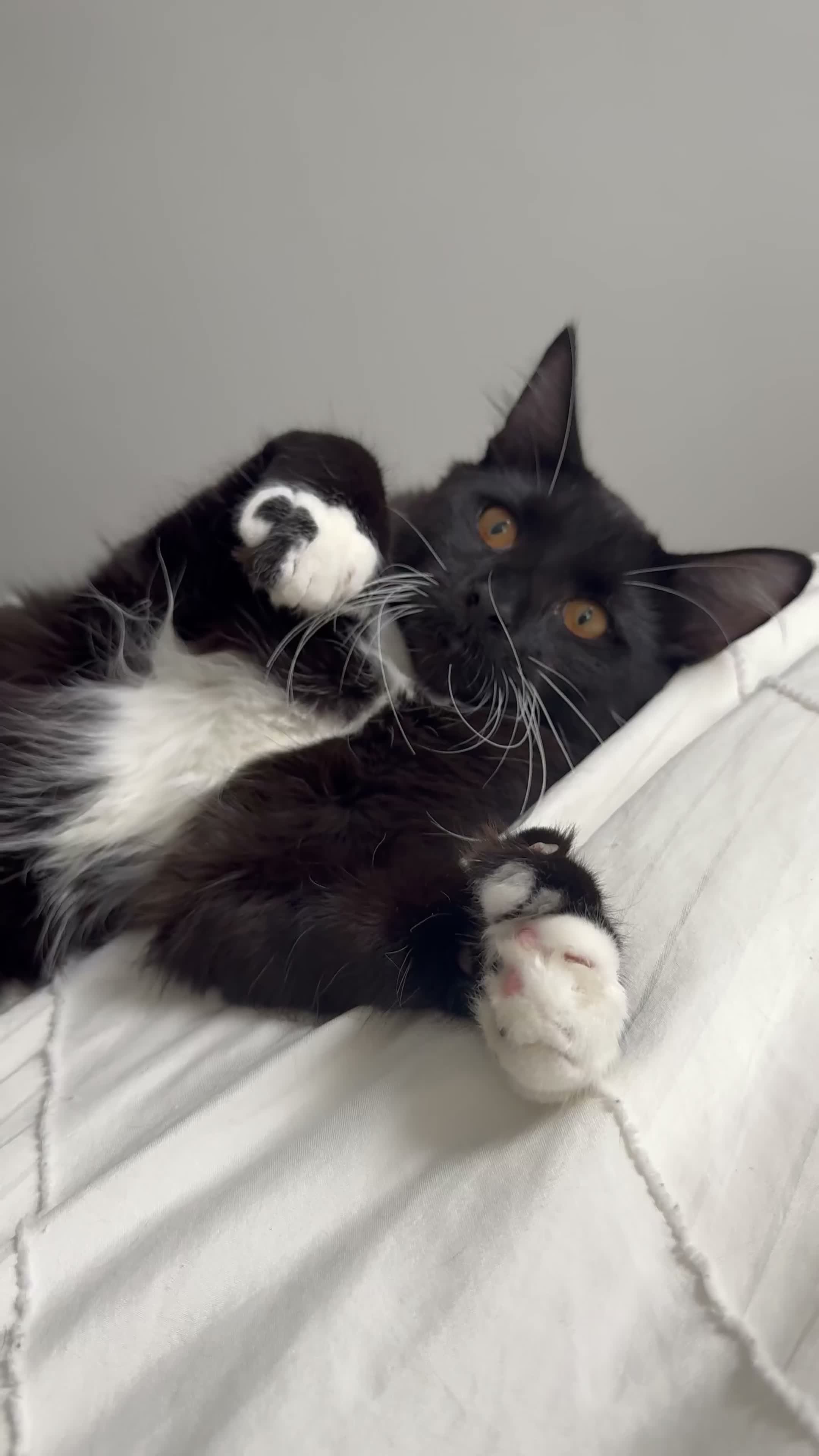 Mixed Breed cats for sale: Beautiful Maine Coon Type Tuxedo Male Cat 6 Months - Video 3