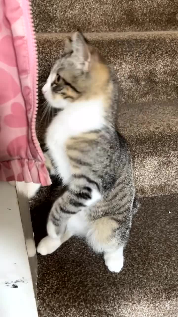 Mixed Breed cats for sale: Female playful tabby kitten  - Video 1