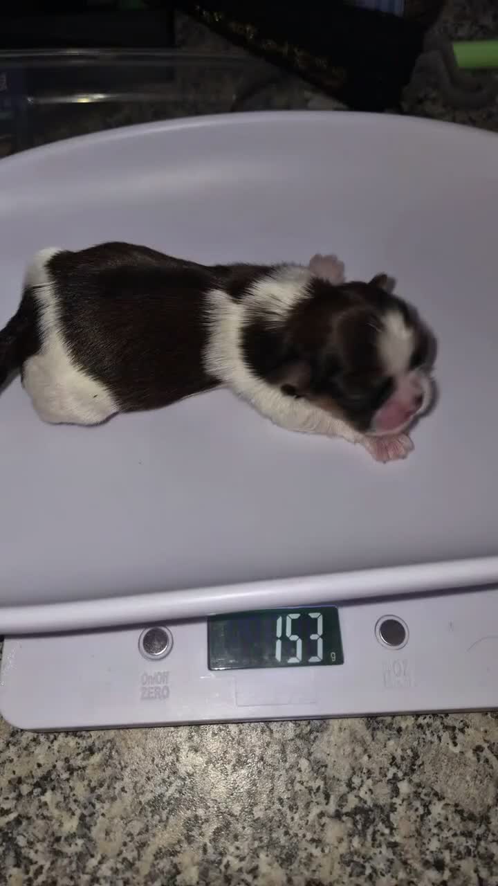 Shih Tzu dogs for sale: Adorable Imperial Shih Tzu Puppy Oreo 🖤🤍  - Video 1