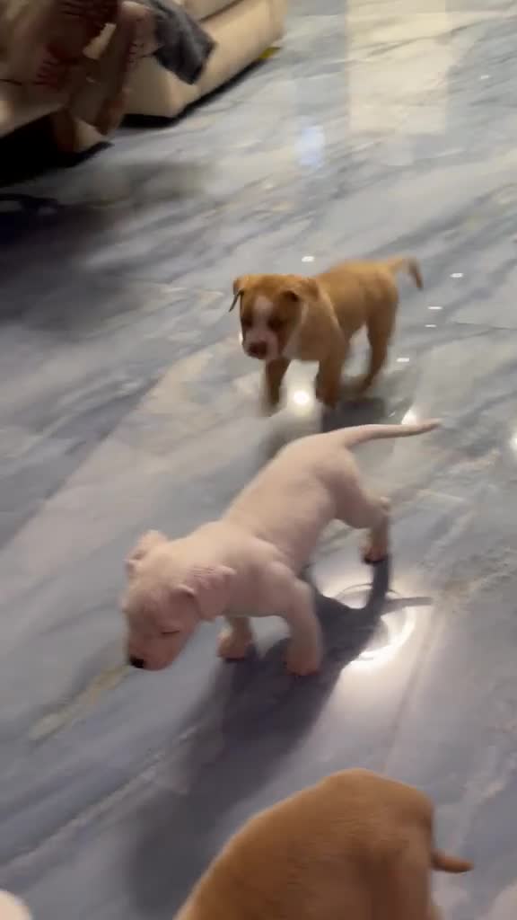 Bullmastiff dogs for sale: Beautiful mastiff litter in Coventry - Video 2