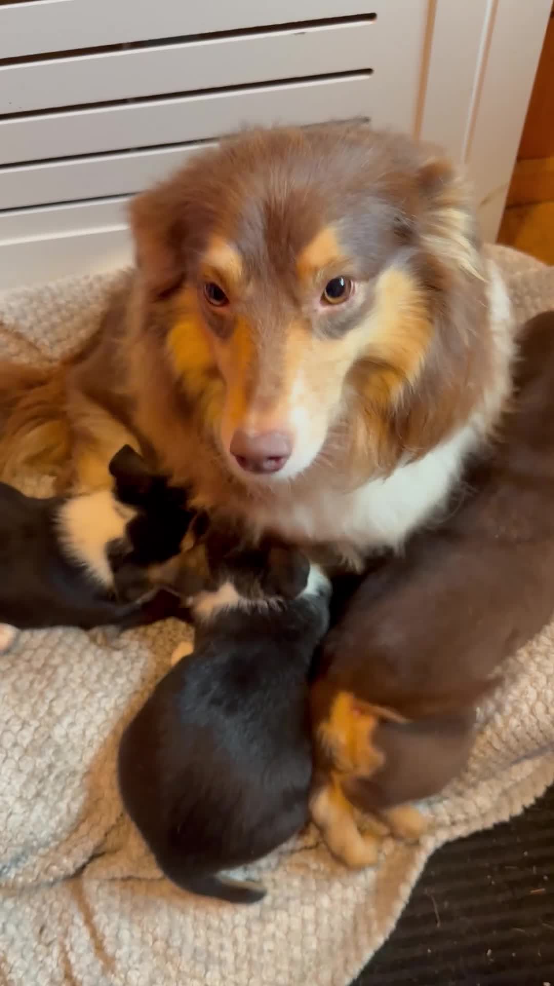 Mixed Breed dogs for sale: Cheeky trio looking for forever homes  - Video 2