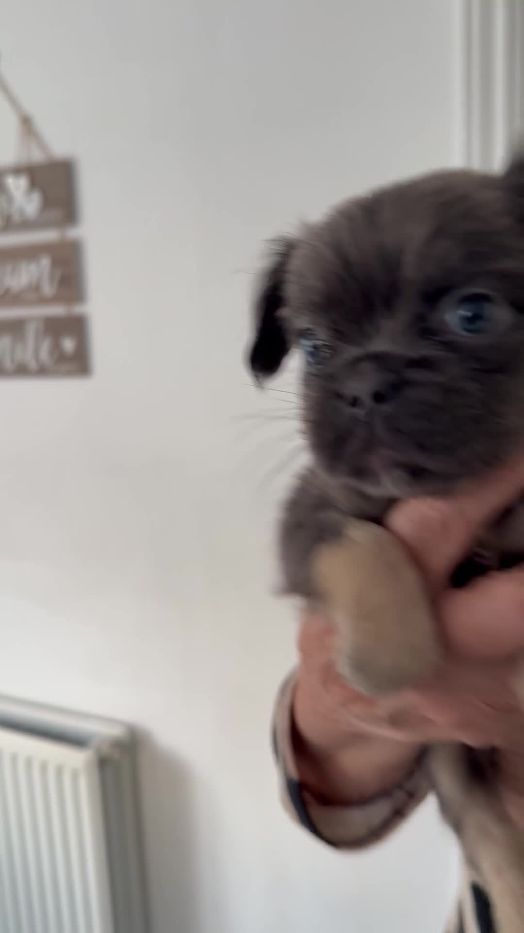 French Bulldog dogs for sale: REDUCED full fluffy pink carrying French bulldogs - Video 1