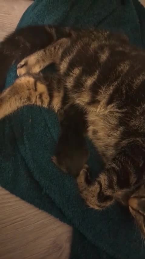 Bengal cats for sale: Last beautiful Bengal x Tabby girl left.  - Video 1