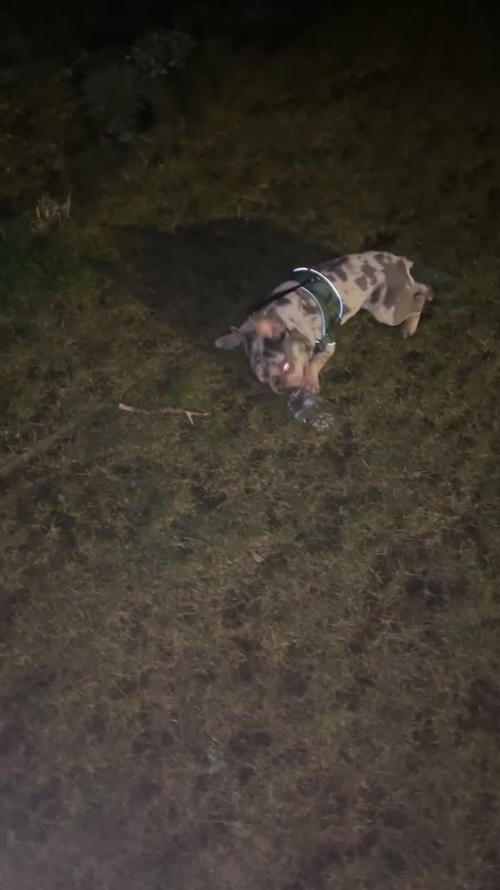 French Bulldog dogs for sale: Reggie the French bulldog  - Video 1