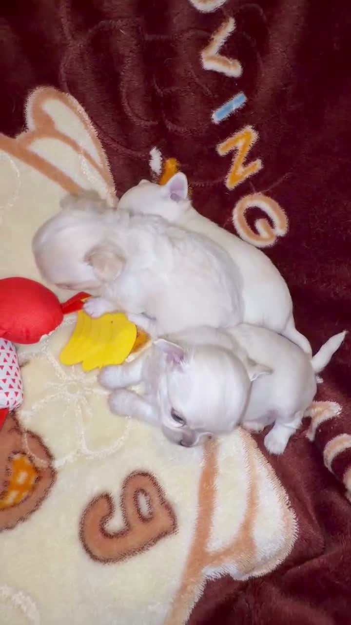 Chihuahua dogs for sale: 3 beautiful chihuahua boys Kc reg - Video 1