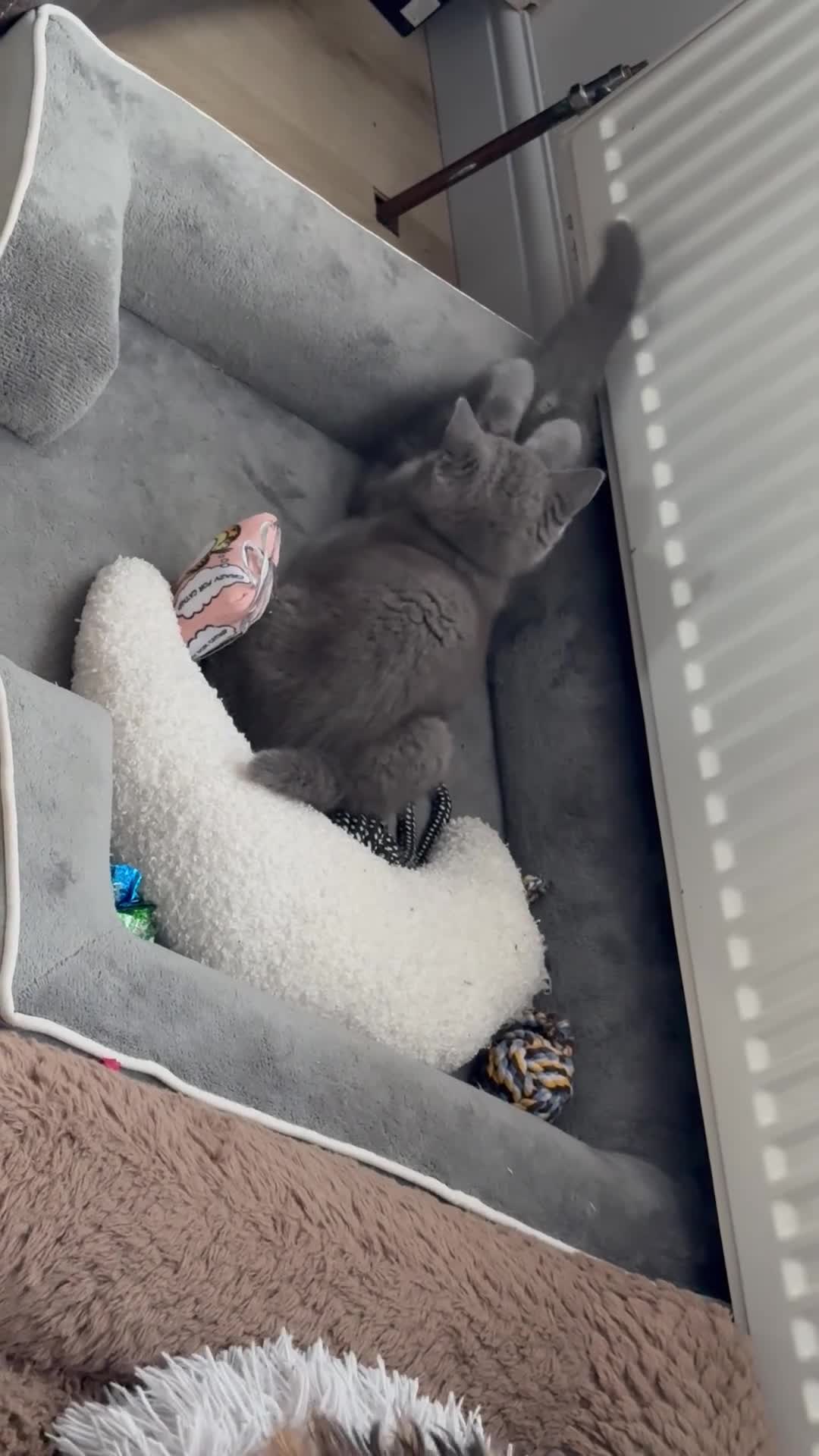British Shorthair cats for sale: British shorthair kittens “Ready now” - Video 1