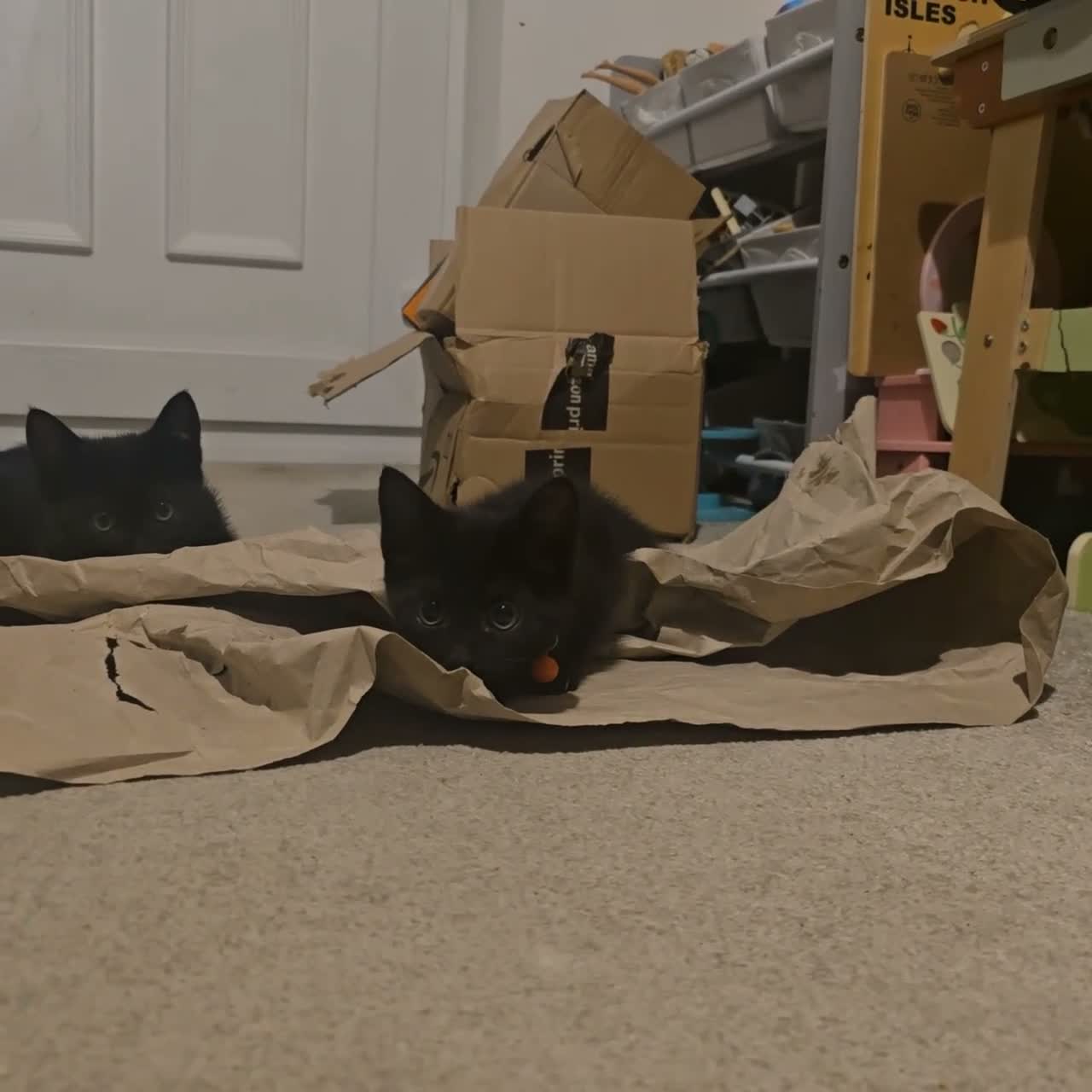Mixed Breed cats for sale: *Female* Gorgeous Black Kitten - Video 1