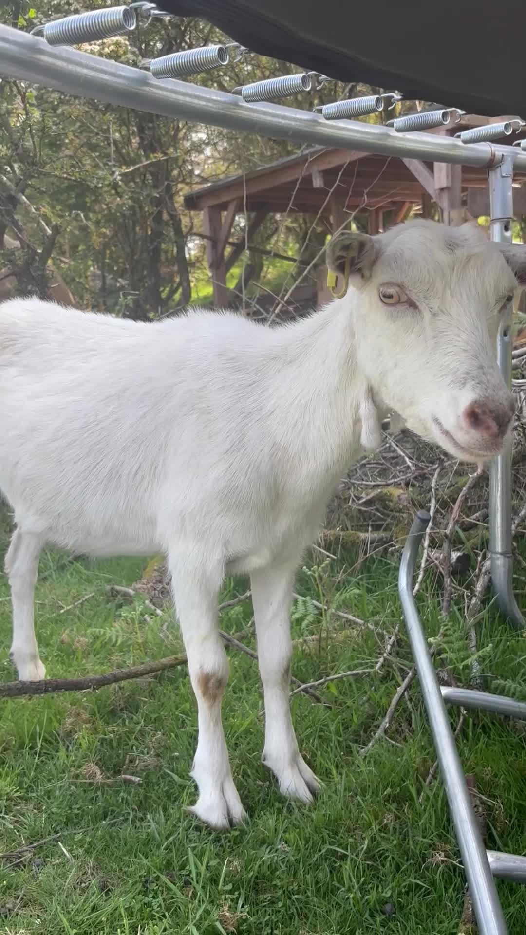 Goats livestock for sale: Ali Hawthorn Goat  in Grange-over-Sands - Video 1