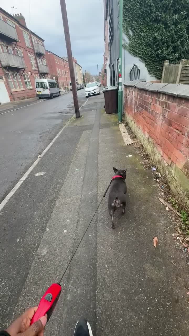 French Bulldog dogs for sale: BLUE IVY - Video 1