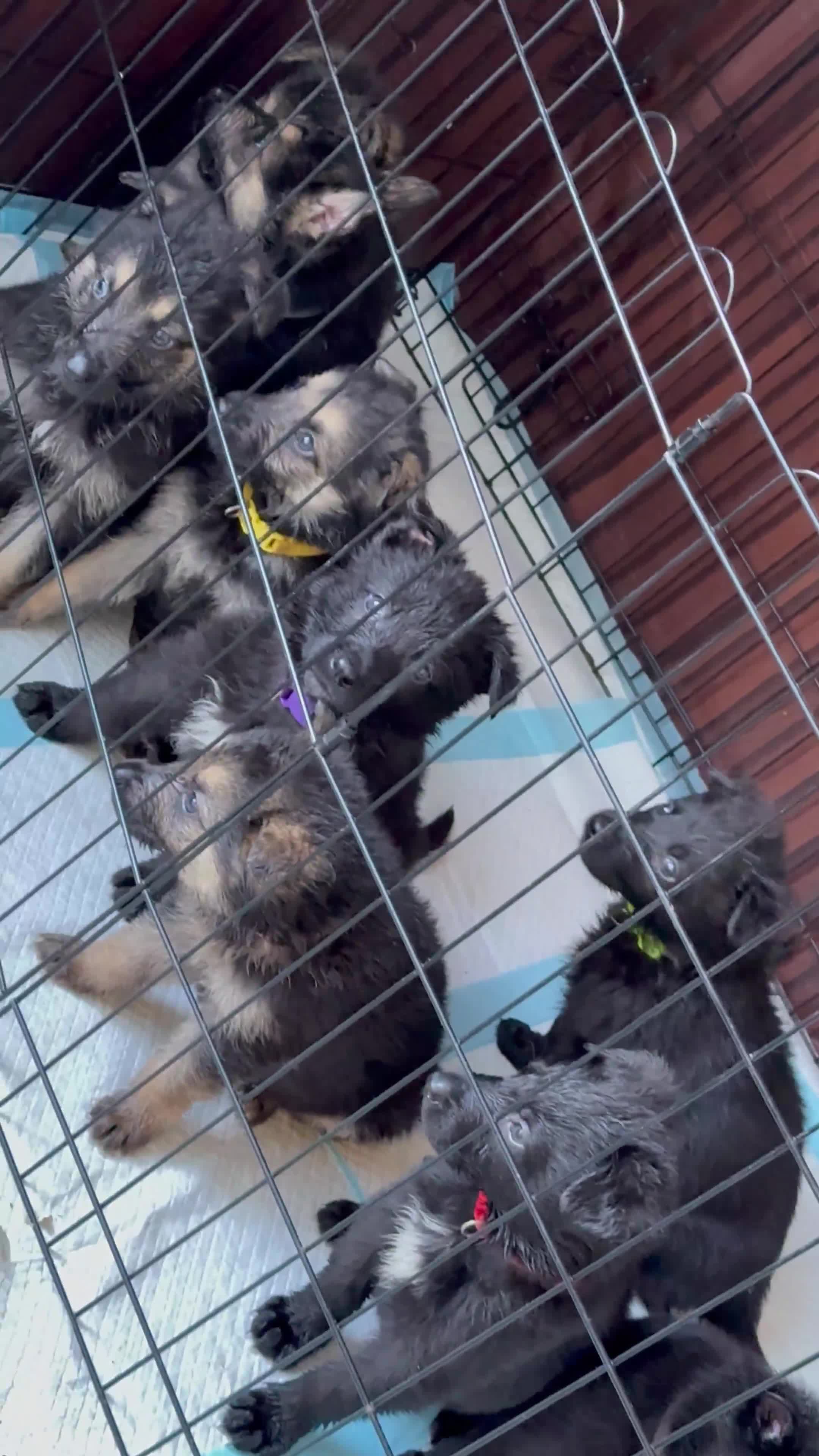 German Shepherd dogs for sale: German shepherd puppies  - Video 1