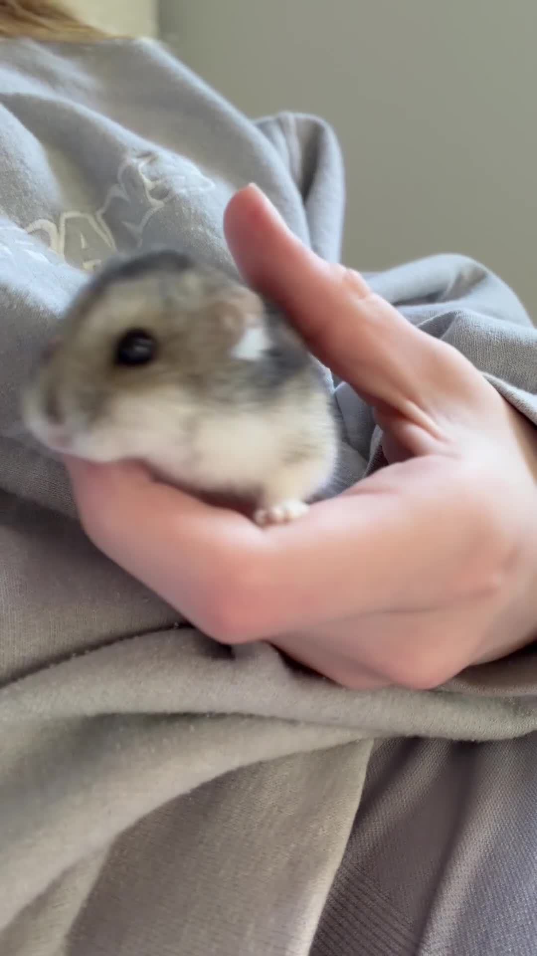 Hamster rodents for sale: male hamster. cage and accessories  - Video 3