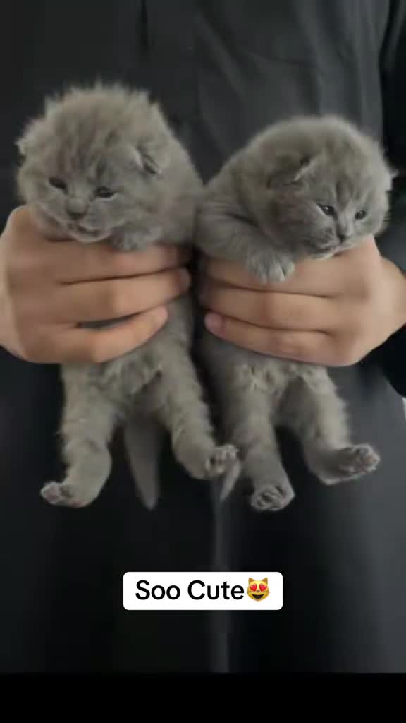 British Shorthair cats for sale: Beautiful Chunky Fluffy British Shorthair Kittens - Video 5