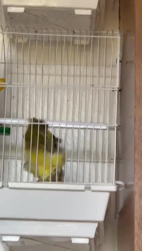Canaries birds for sale: Persian canary  - Video 2