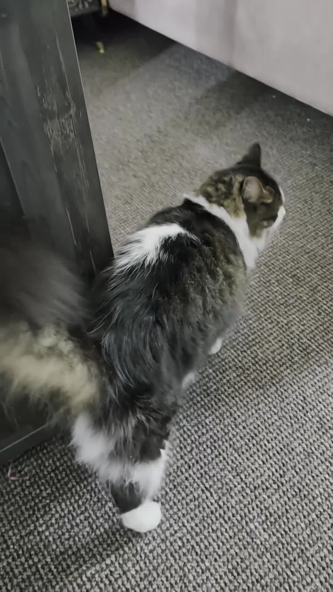 Mixed Breed cats for sale: Beautiful Long-Haired Male Cat in Haverhill - Video 2