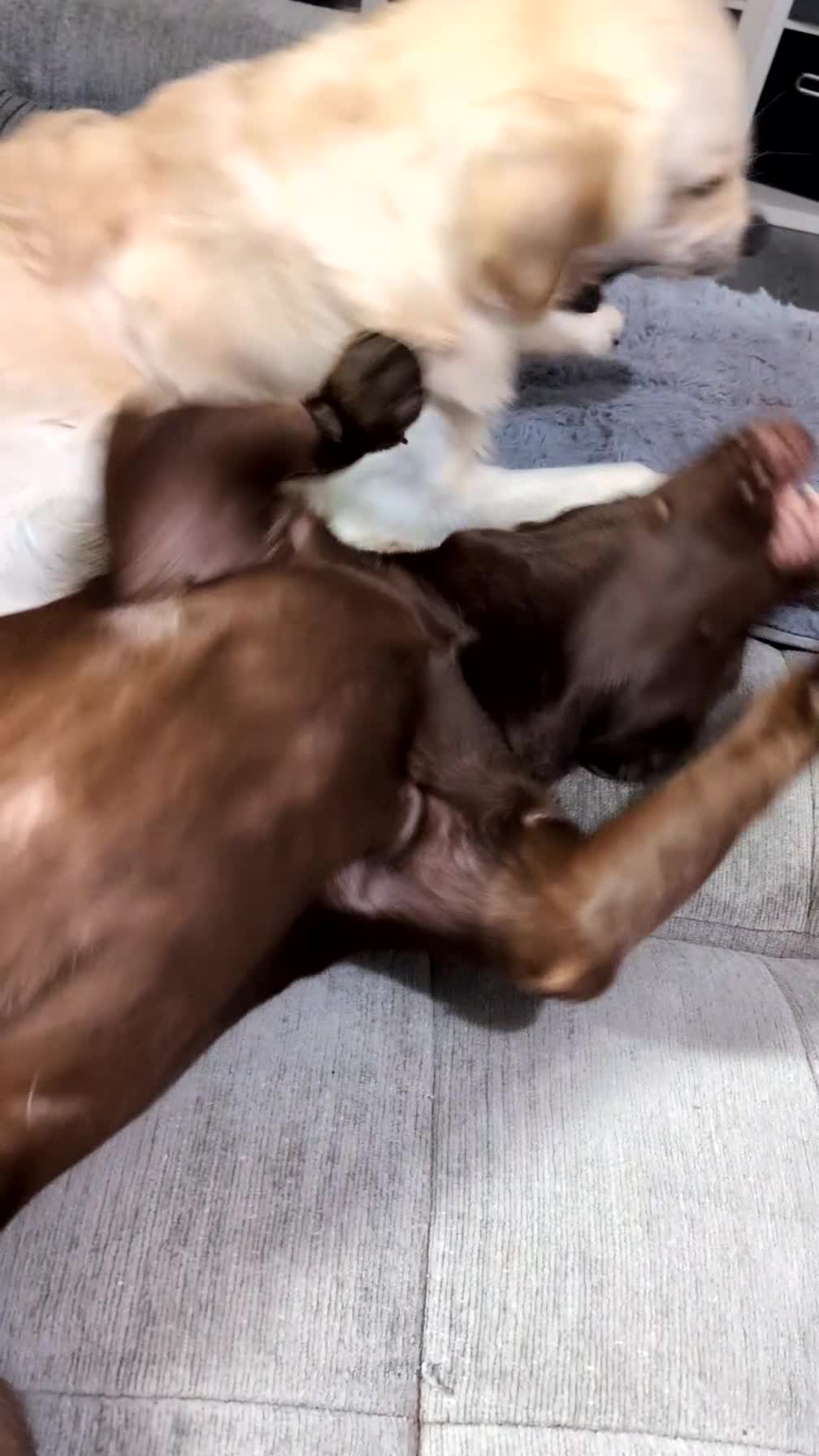 Labrador Retriever dogs for sale: Milo- Chocolate Lab 2 and a half - Video 1