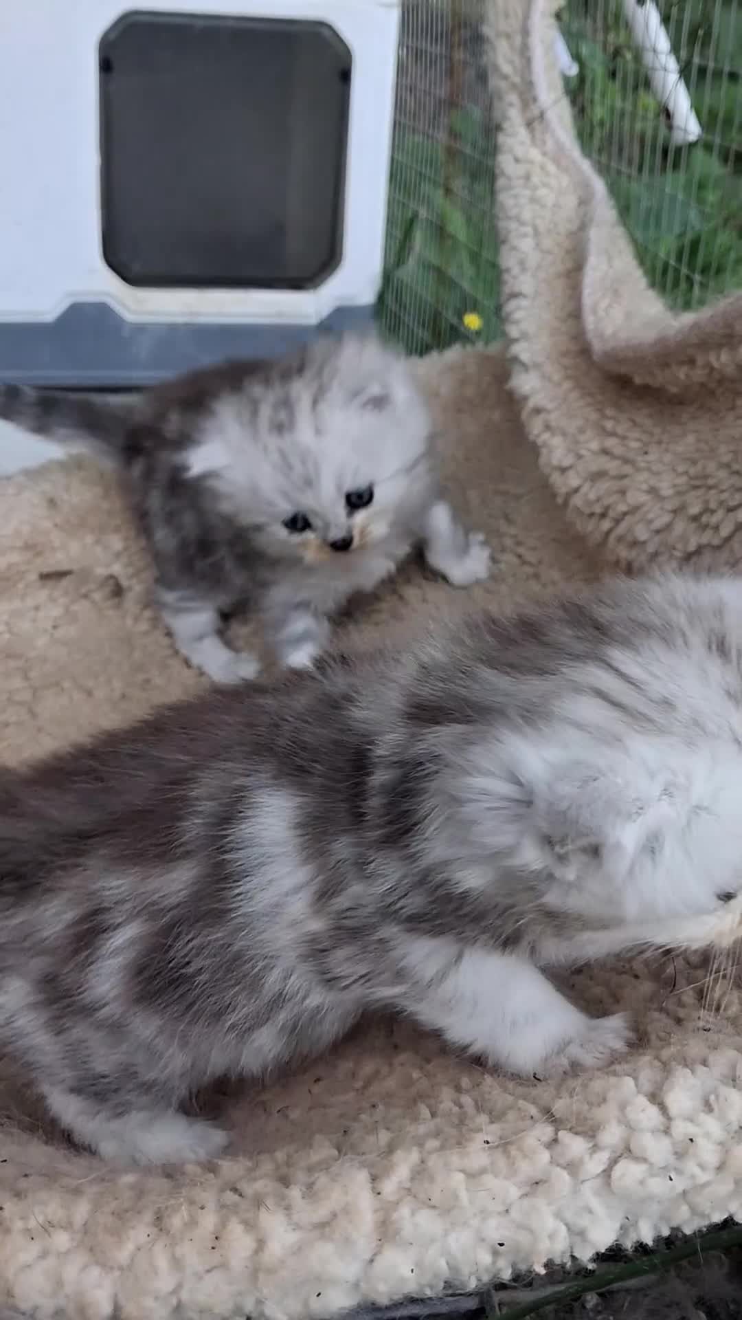 Mixed Breed cats for sale: 2 Beautiful British long hair cross kittens  - Video 1