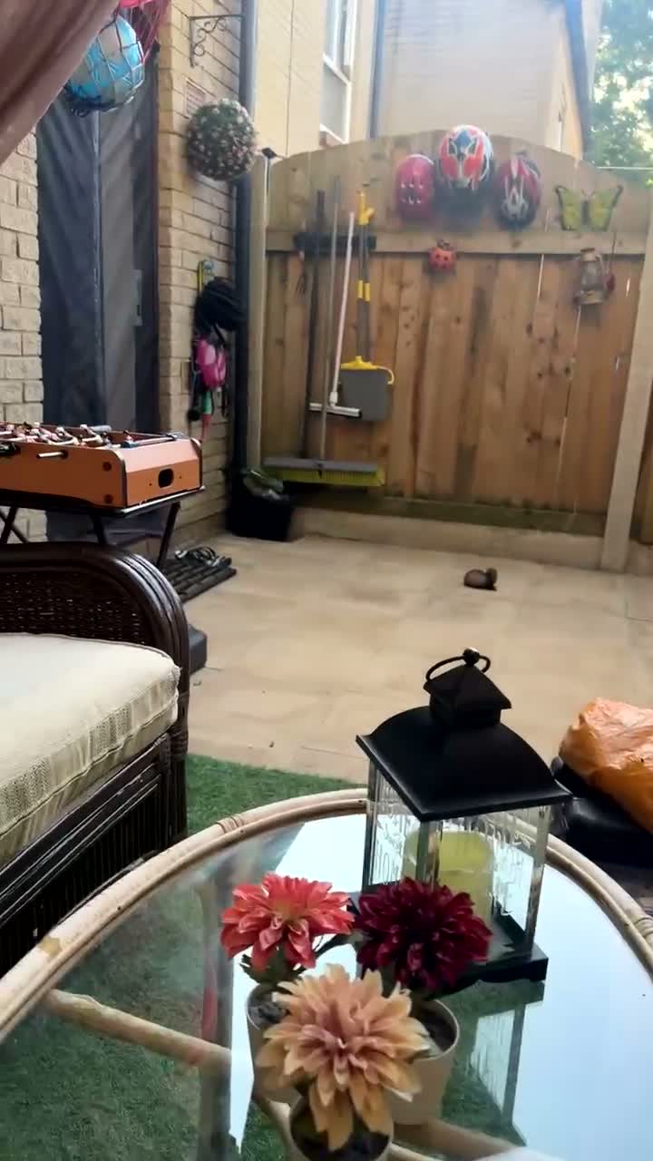 Ferret rodents for sale: Ferret in Sheffield - Video 1