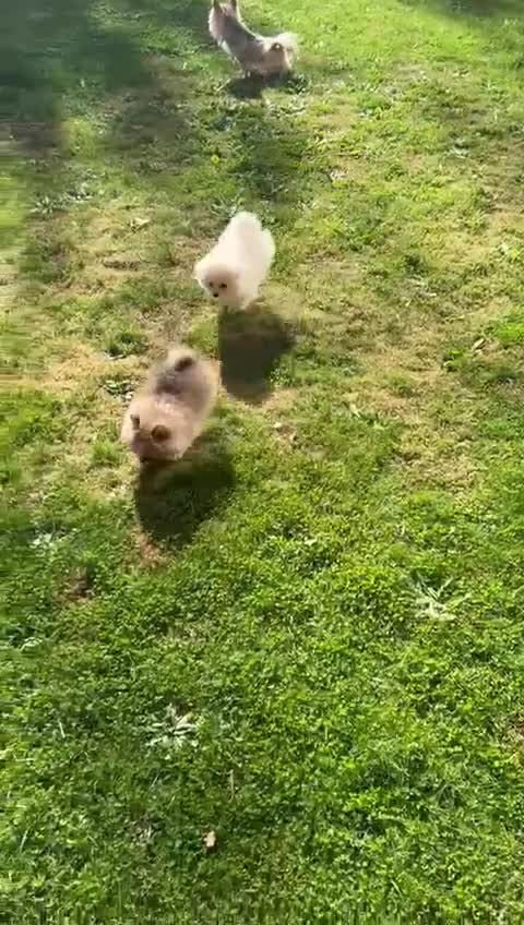 Pomeranian dogs for sale: Pomeranian - Video 1