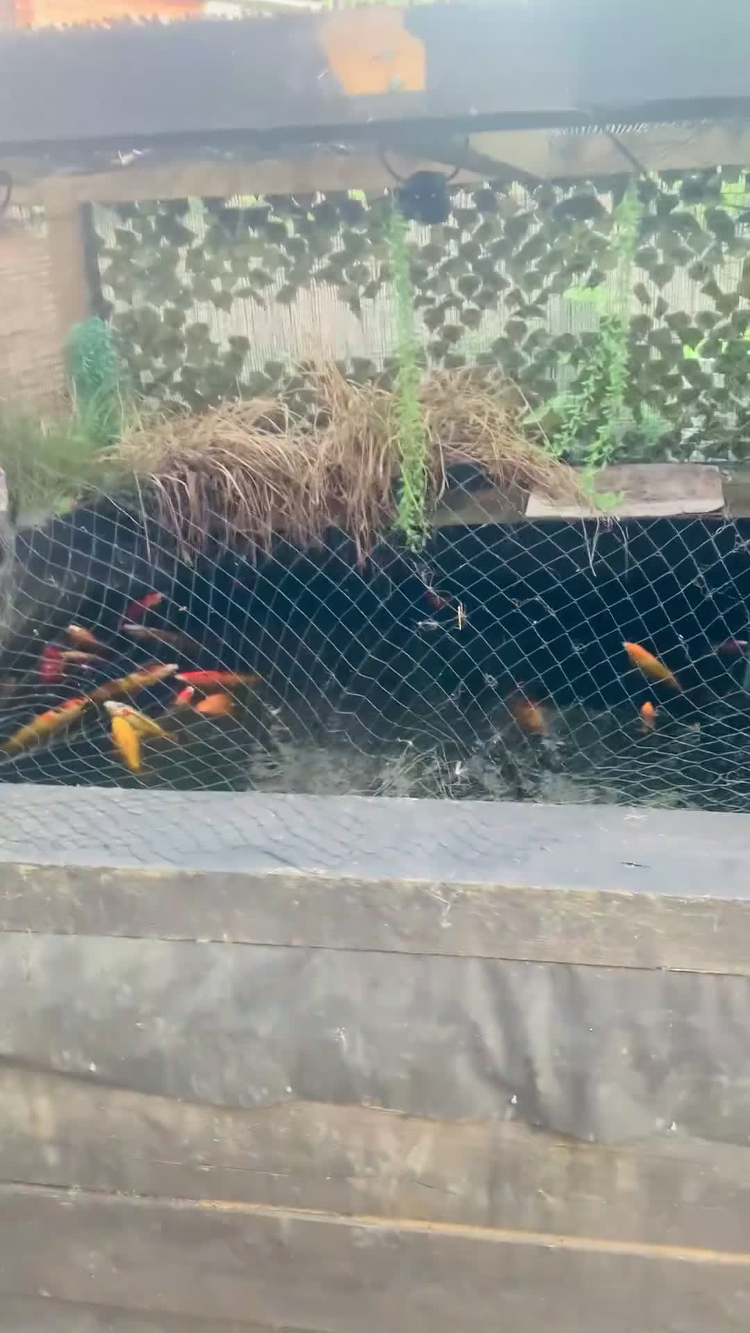 Koi Carp fish for sale: Koi carp for sale - Video 2