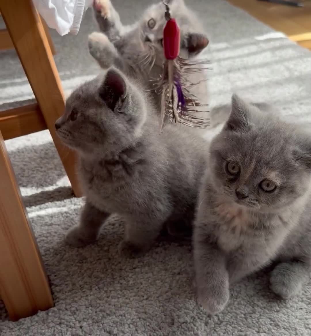 British Shorthair cats for sale: British Shorthair Kittens – Ready Now 🐾 - Video 3