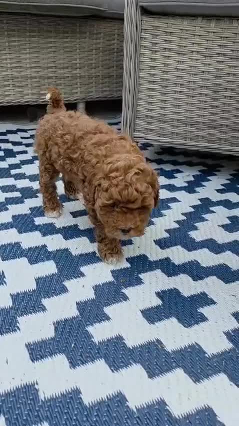 Maltipoo dogs for sale: READY TO LEAVE TODAY Tiny Toy Maltipoo puppies 🐶 - Video 2