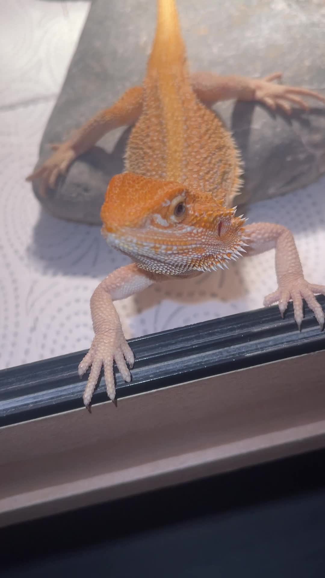 Bearded Dragon reptiles for sale: Boy Bearded Dragon  - Video 5