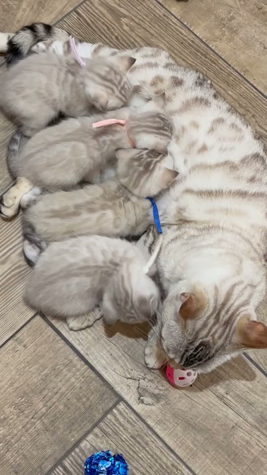 Bengal cats for sale: Top quality Snow Leopard spotted Bengal Kittens - Video 1