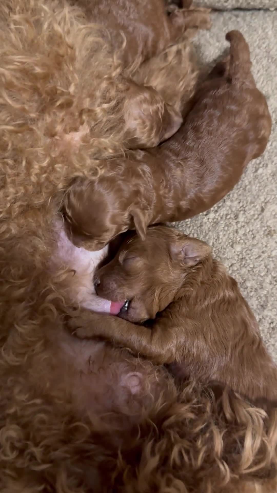 Toy Poodle dogs for sale: Asian Toy Poodle KC reg Mother - Video 2